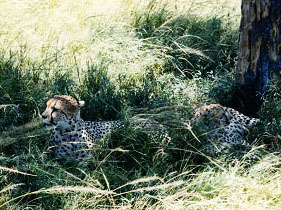 Cheetahs in the shade